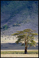 Lifesaver, Ngorongoro Crater, Tanzania