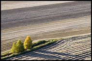 Lonely Trees On A Field, Best of 2004, Norway