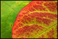 Leaf Abstraction, Best of 2004, Norway