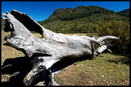 Old Tree Resting, Nature Of Usambara Mountains, Tanzania