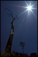 Old Tree Trying To Touch The Sun, Nature Of Usambara Mountains, Tanzania