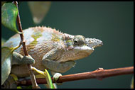 Chameleon, Nature Of Usambara Mountains, Tanzania