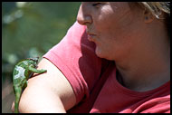 Playing With Chameleon, Nature Of Usambara Mountains, Tanzania