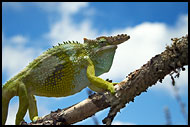 Chameleon On A Branch, Nature Of Usambara Mountains, Tanzania