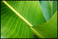 Leaves In Harmony, Nature Of Usambara Mountains, Tanzania