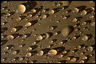 Morning Drops Of Hope, Nature Of Usambara Mountains, Tanzania