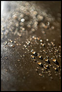 Morning Drops, Nature Of Usambara Mountains, Tanzania