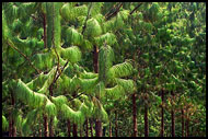 Pine Tree Abstraction, Nature Of Usambara Mountains, Tanzania