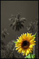 Exotic Sunflower, Colorized Tanzania, Tanzania