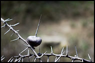 Thorns, Hell's Gate, Kenya