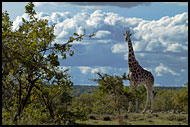Giraffe And Clouds, Thomson's Falls, Kenya