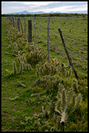 Fence And Cactuses, Lake Naivasha, Kenya