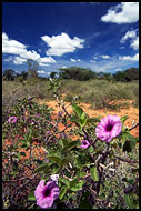 God-forsaken Beauty, The Suguta Valley-Nature, Kenya