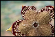 Star Of The Desert, The Suguta Valley-Nature, Kenya