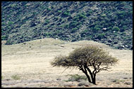 Tree By A Mountain, The Suguta Valley-Nature, Kenya