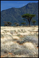 Savannah, The Suguta Valley-Nature, Kenya