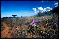 Hitchhikers, The Suguta Valley-Nature, Kenya