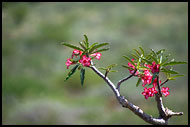 Imagine, The Suguta Valley-Nature, Kenya