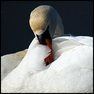 Shy Personality Of Swan, Best of 2005, Norway