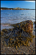 Bergekilen And Brown Algae, Best of 2005, Norway