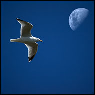 Seagull And Moon, Best of 2005, Norway