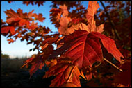 Autumn, Best of 2005, Norway