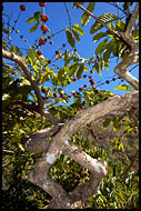 Coffe Plant, Kodagu (Coorg) Hills, India