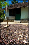 Drying Coffee Beans, Kodagu (Coorg) Hills, India