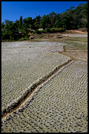 Harvested Rice Field, Kodagu (Coorg) Hills, India