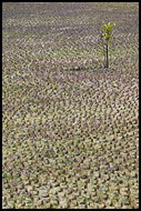 Harvested Rice Field, Kodagu (Coorg) Hills, India