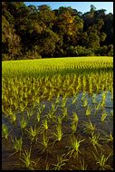 Rice Field, Kodagu (Coorg) Hills, India