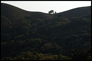 Lonely Tree, Kodagu (Coorg) Hills, India