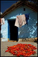 Drying Chilli, Hampi - Nature, India