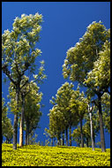 Tea Plantation, Ooty, India