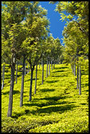 Tea Plantation, Ooty, India