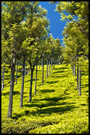 Tea Plantation, Ooty, India