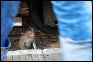 Monkey By Ooty Train, Ooty, India