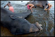 Pedicure, Elephant Training Center, India