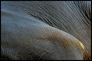 Elephant Abstraction, Elephant Training Center, India