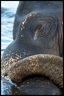 Elephant Resting In River, Elephant Training Center, India