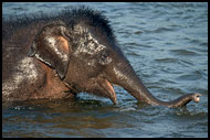 Baby Elephant Taking A Bath, Elephant Training Center, India