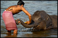 Washing Baby Elephant, Elephant Training Center, India