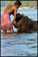 Cleaning Baby Elephant, Elephant Training Center, India