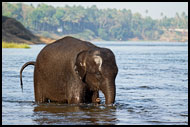 Baby Elephant In A River, Elephant Training Center, India