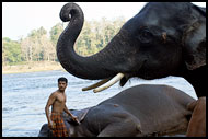 Elephant And Man, Elephant Training Center, India