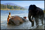 Elephant Washing Himself, Elephant Training Center, India