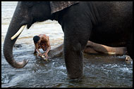 Elephant And Man, Elephant Training Center, India