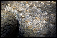 Crocodile Skin, Elephant Training Center, India