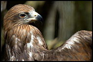 Eagle, Elephant Training Center, India