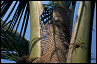 Spider On A Palm, Backwaters, India